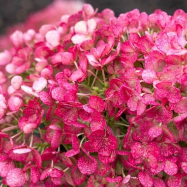hydrangea-paniculata-living-little-rosy-lcno16-pbraf-1952-p (1)